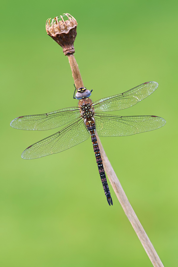 Migrant Hawker 1